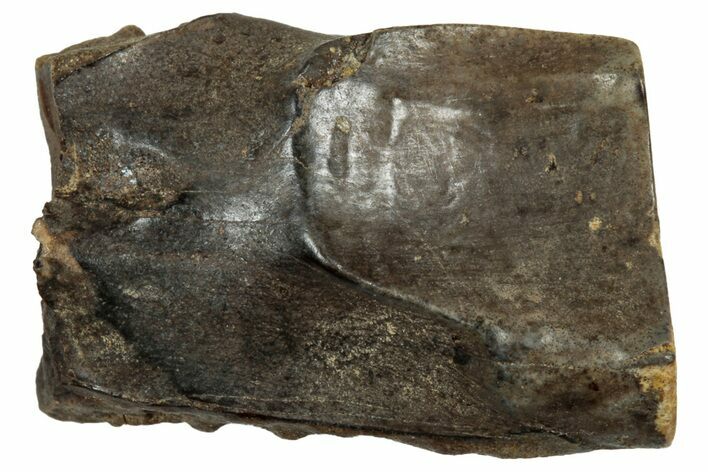 Fossil Triceratops Shed Tooth - Montana #350705